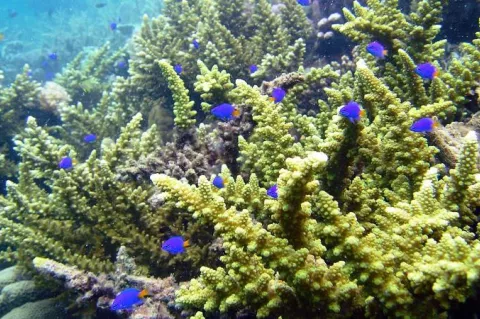 Abundant coral reef