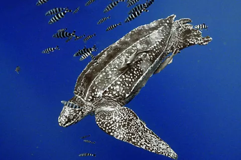 A large leatherback sea turtle with a school of fish off the coast of Brazil