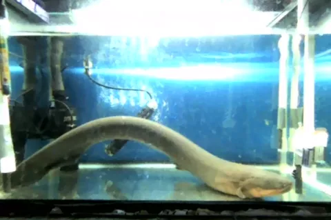 An electric eel in a tank