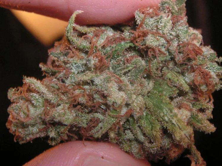Marijuana buds (filephoto)
